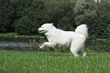 SAMOYEDE 073